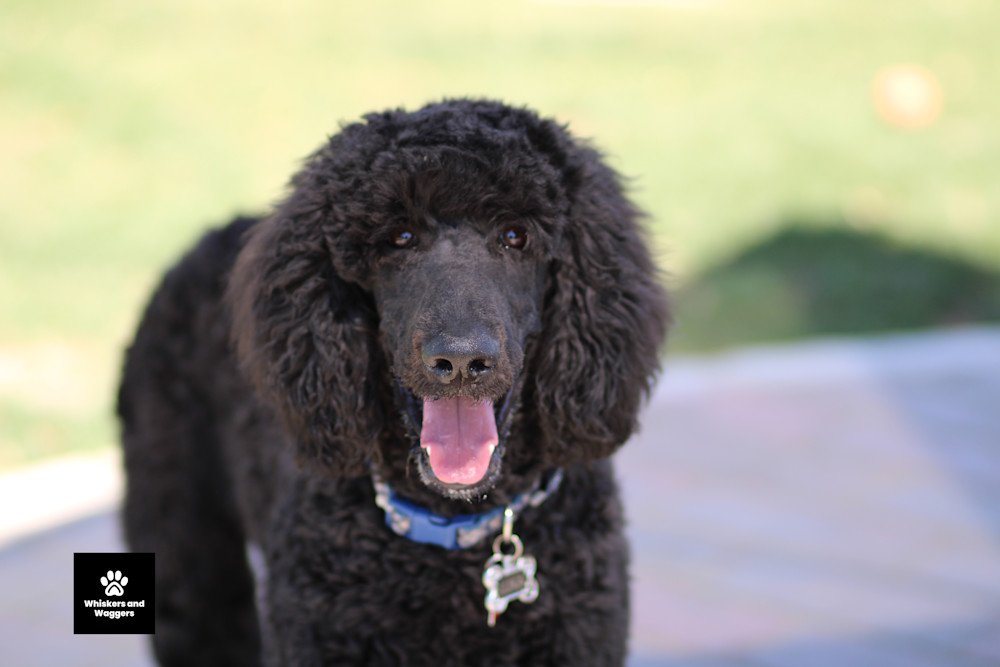 Dog Park Pix Sun 08 Art | Whiskers and Waggers