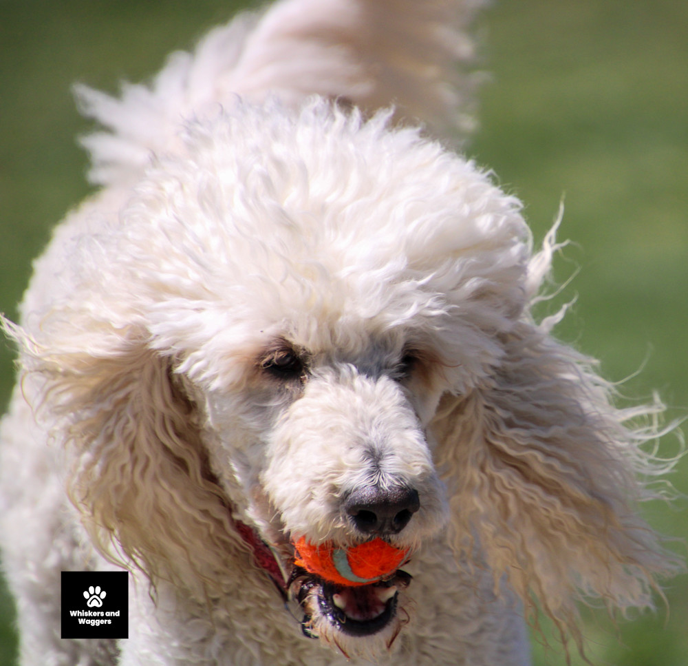 Dog Park Pix Sun 05 Art | Whiskers and Waggers