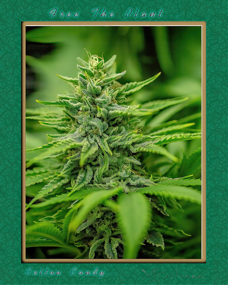 Cotton Candy Photography Art | Jeffrey Eichen