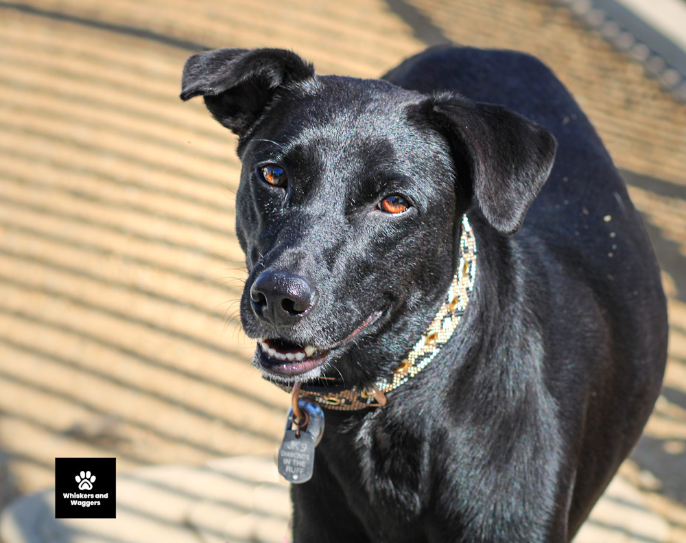 Dog Park Tues 3 Art | Whiskers and Waggers