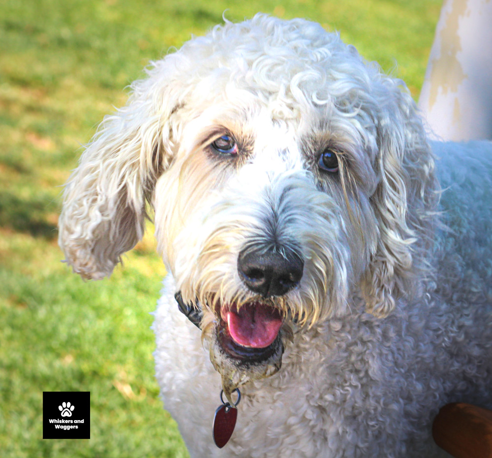 Dog Park Tues 1 Art | Whiskers and Waggers