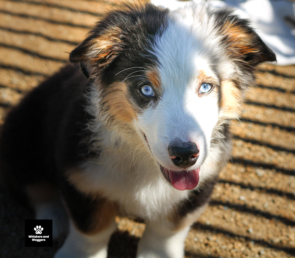 Dog Park Tues 4 Art | Whiskers and Waggers