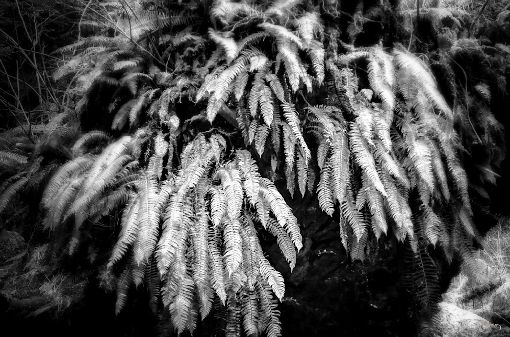 Heavey Img 1078 Photography Art | Sean R. Heavey