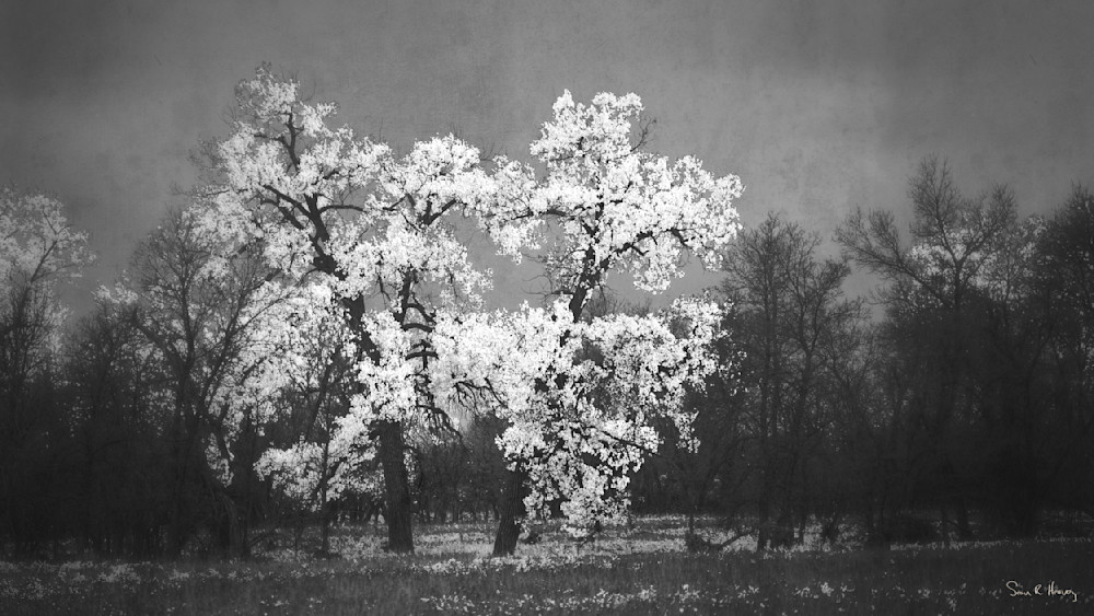 Heavey Img 3234 1 Photography Art | Sean R. Heavey