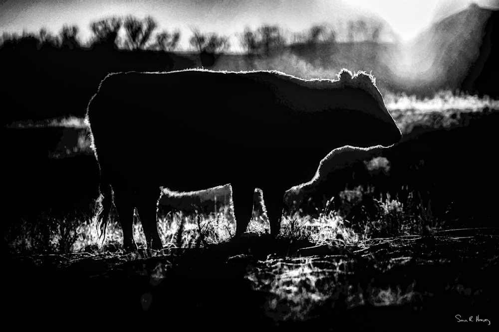 Heavey Snapseed 6 Photography Art | Sean R. Heavey