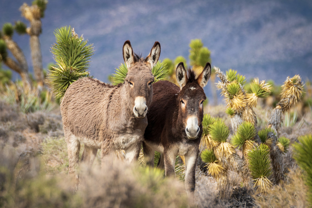 S00 A1183 Photography Art | Captured Adventure Photography