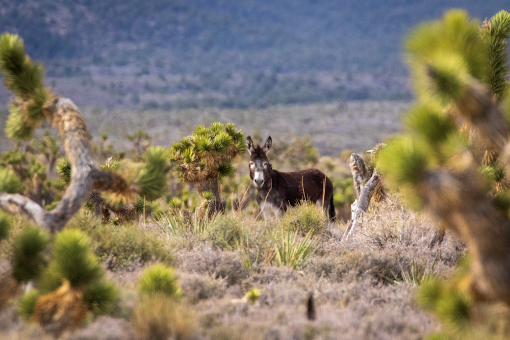 S00 A1373 1 Photography Art | Captured Adventure Photography