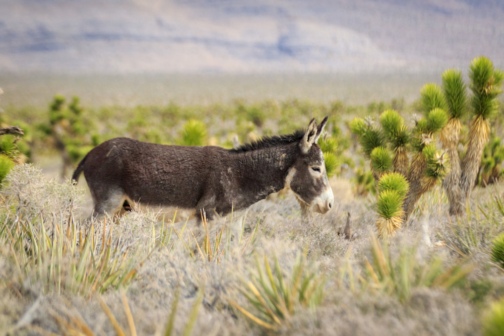 S00 A1713 Photography Art | Captured Adventure Photography