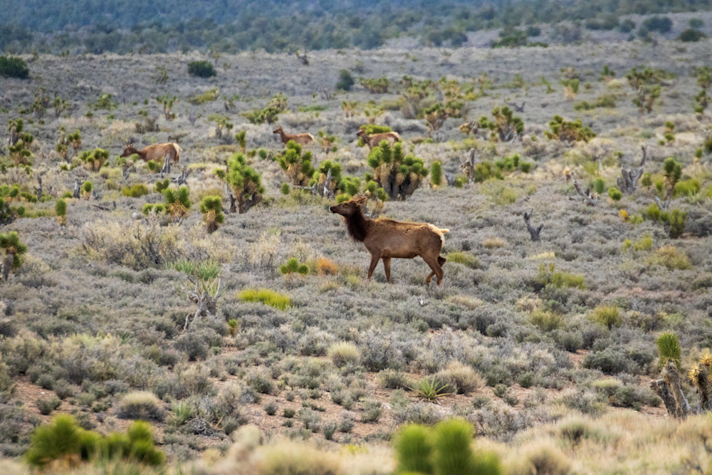 S00 A1420 Photography Art | Captured Adventure Photography