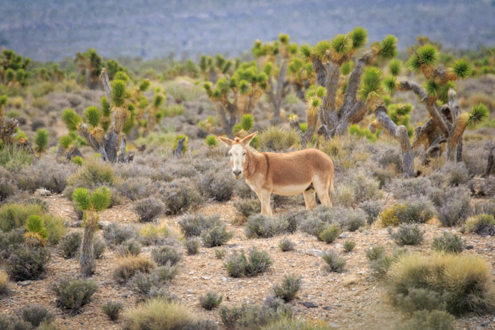 S00 A1731 Photography Art | Captured Adventure Photography