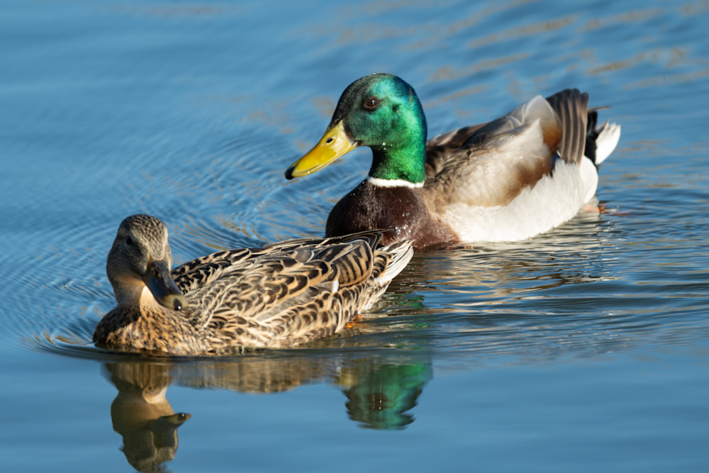 Wat 5698 Enhanced Nr 2 Photography Art | Lazy J Z Photography