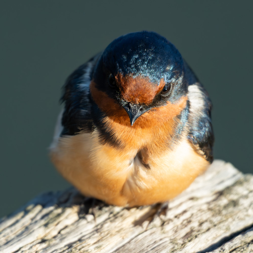 Wat 5683 Enhanced Nr Photography Art | Lazy J Z Photography