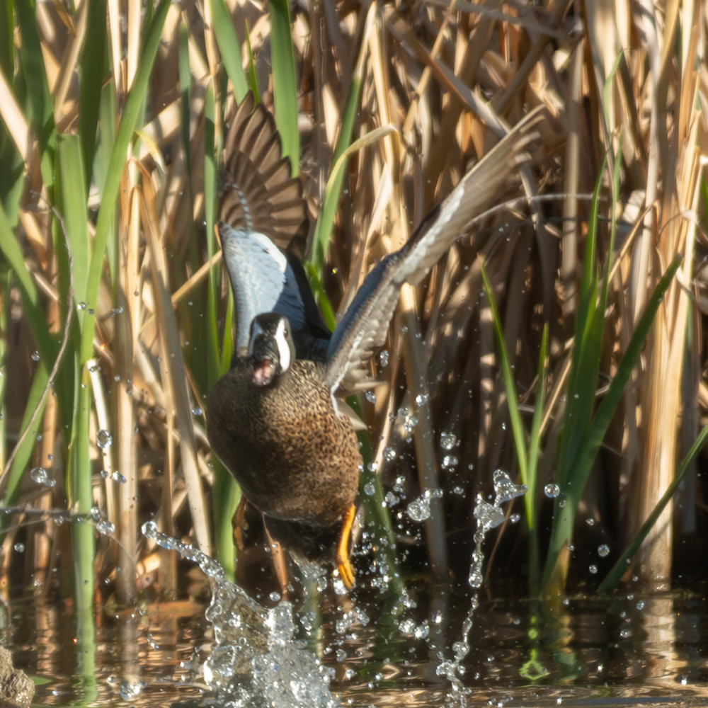 Wat 5827 Enhanced Nr Photography Art | Lazy J Z Photography