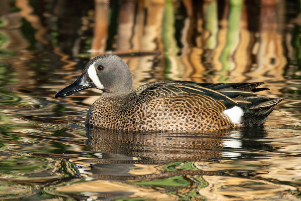 Wat 5869 Enhanced Nr Photography Art | Lazy J Z Photography