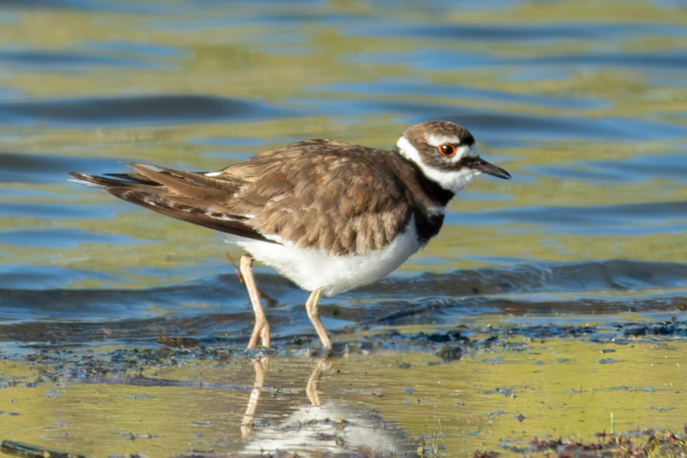 Wat 5920 Enhanced Nr Photography Art | Lazy J Z Photography