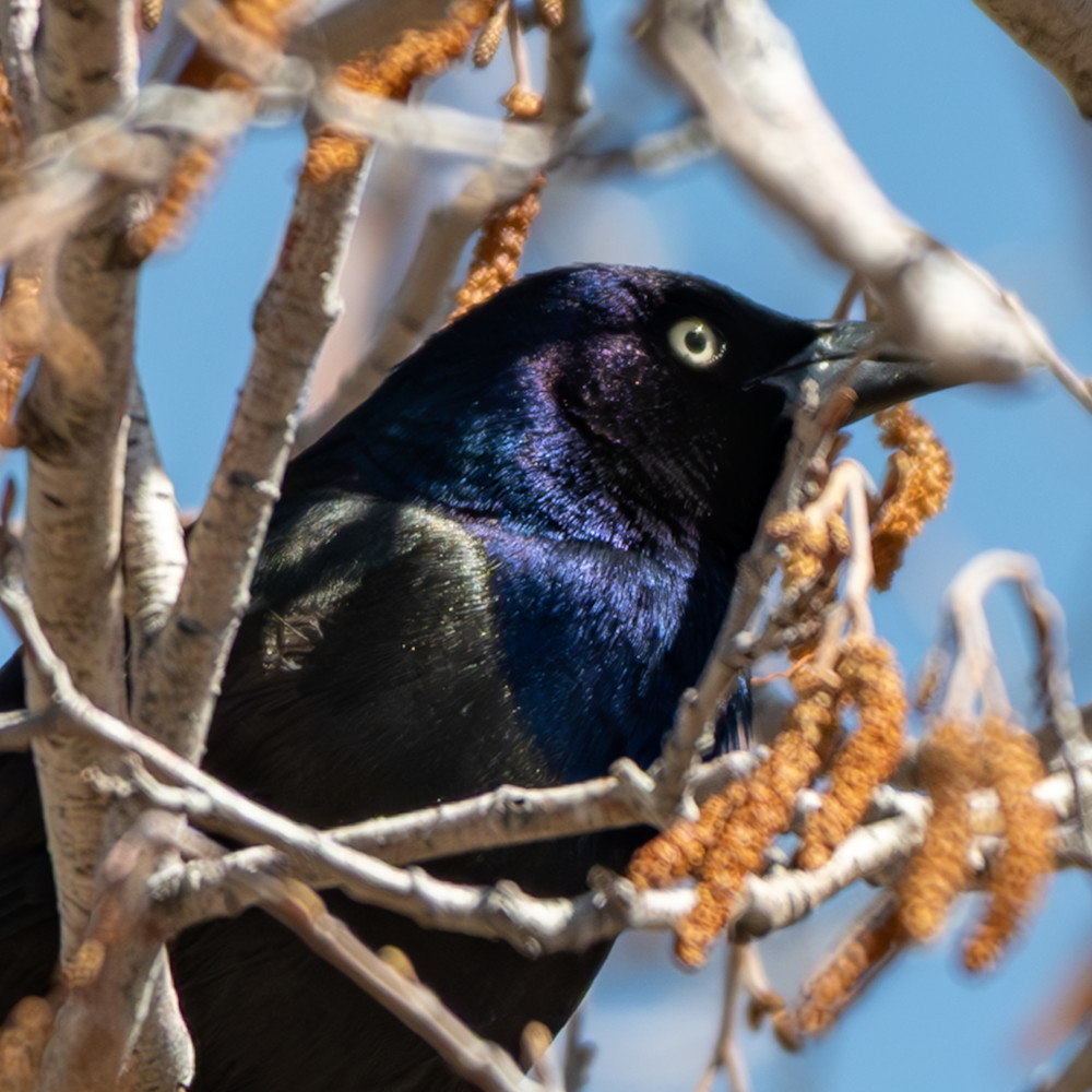 1 Photography Art | Lazy J Z Photography