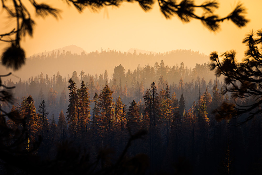 Naturally Framed Treeline Sunset Photography Art | John Lazo Photography