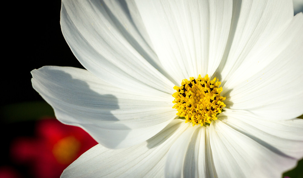 Morning Flower Photography Art | John Lazo Photography