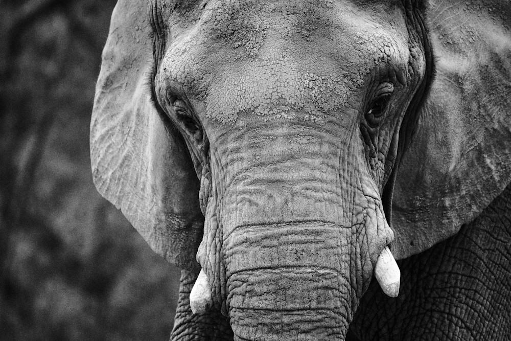 Elephant Portrait Photography Art | John Lazo Photography