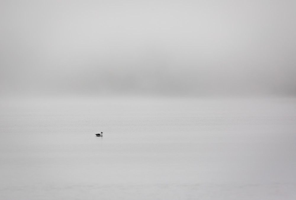 Simply Seagull Photography Art | John Lazo Photography