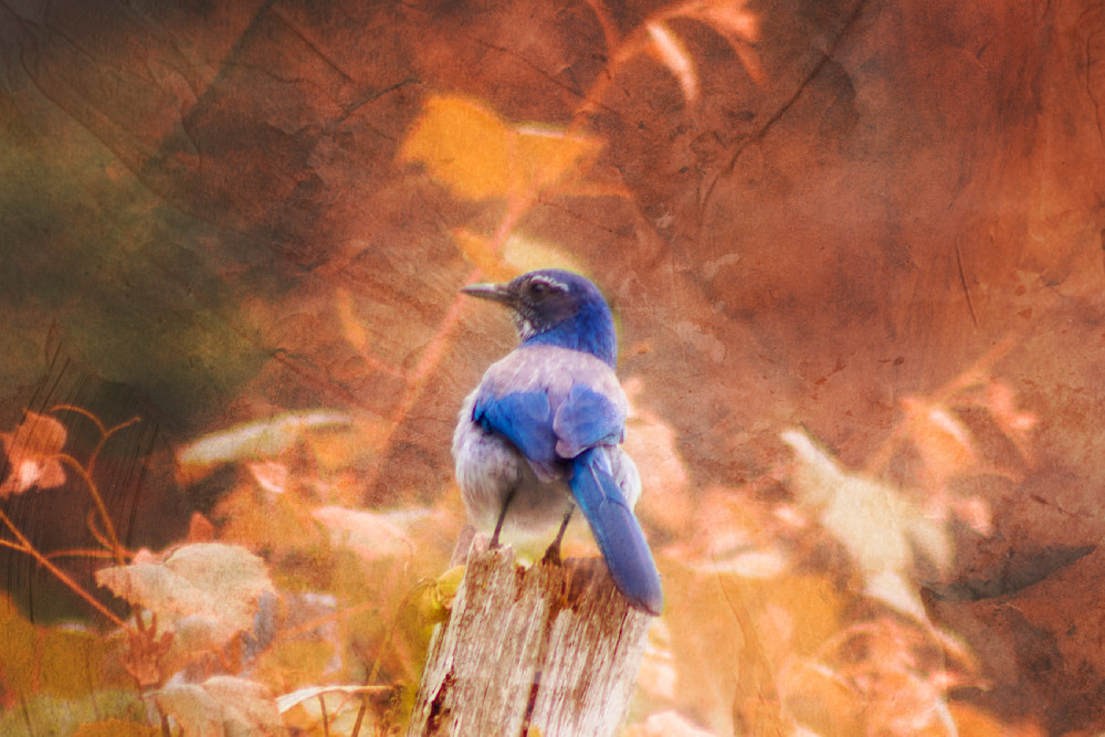 Stellar Blue Jay- Watch Your Back
