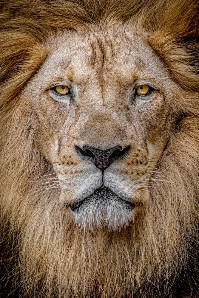 Lion 2 Photography Art | Dennis Goodman Photography, Inc.