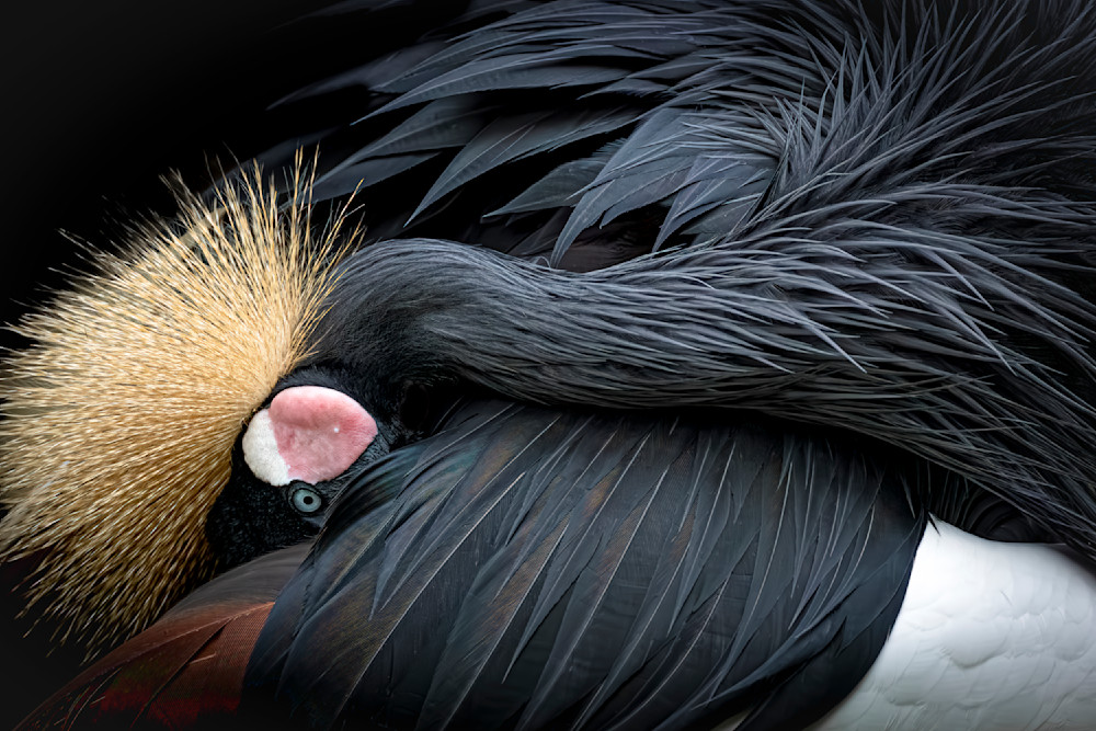Grey Crowned Crane 1 Photography Art | Dennis Goodman Photography, Inc.