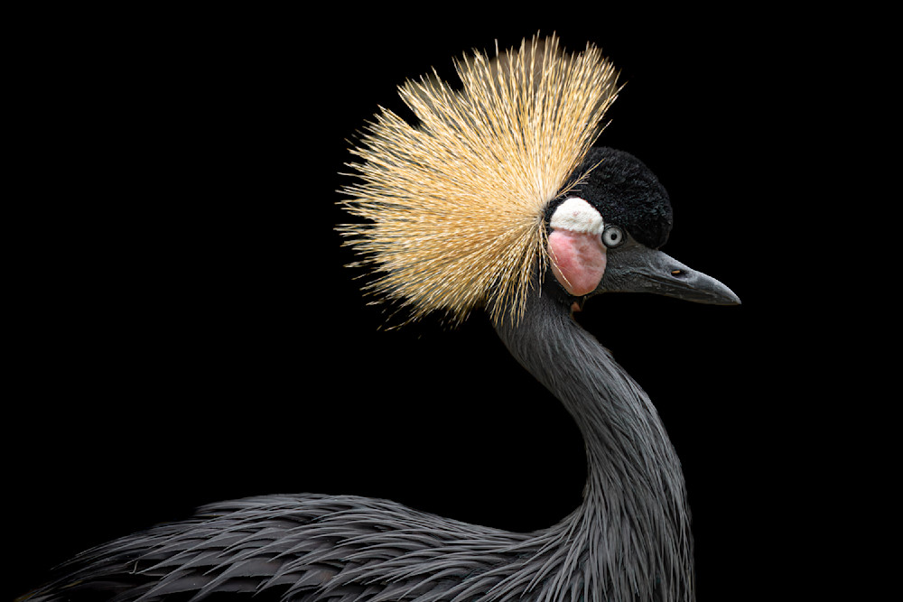 Grey Crowned Crane 3 Photography Art | Dennis Goodman Photography, Inc.