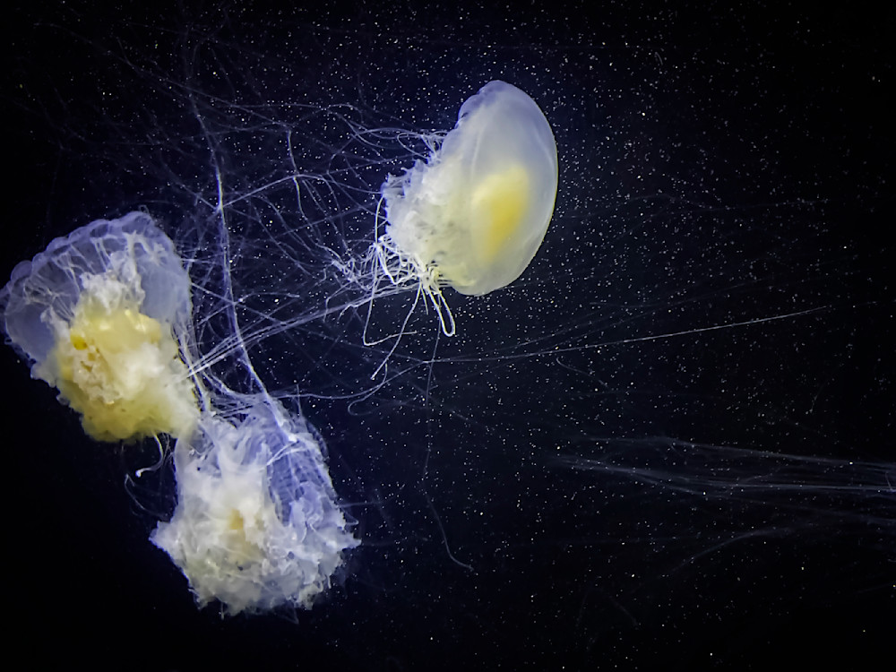 Just Jelly Ing Photography Art | Janie Lynn Fine Art 