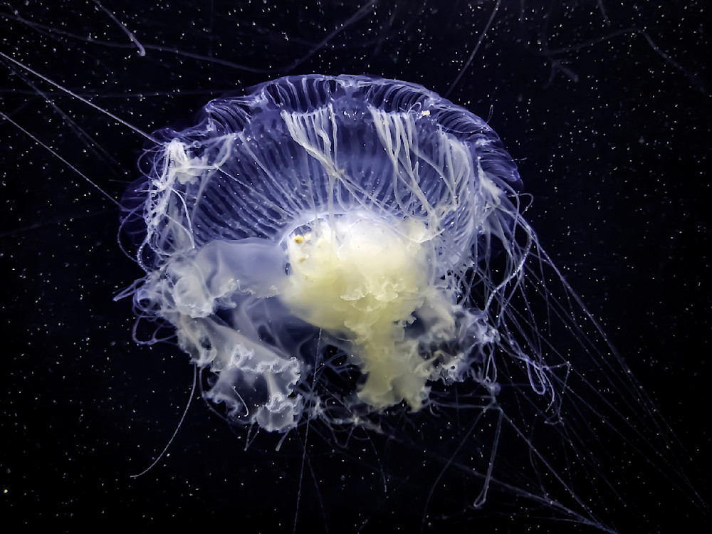 Existence, Jellyfish 