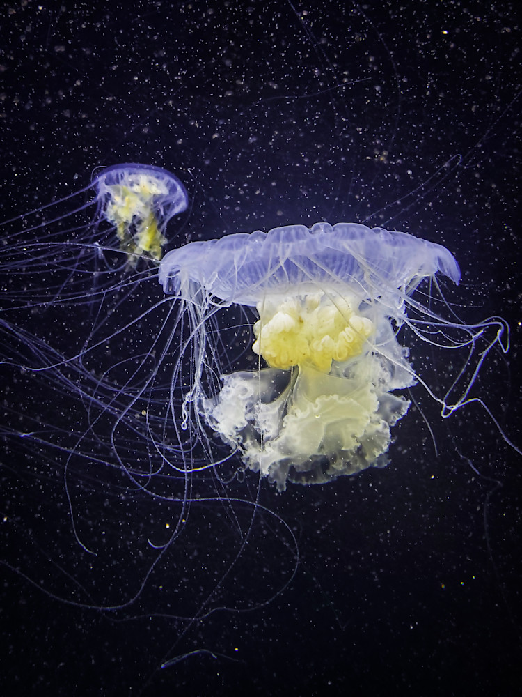 Immortal Jellyfish Photo