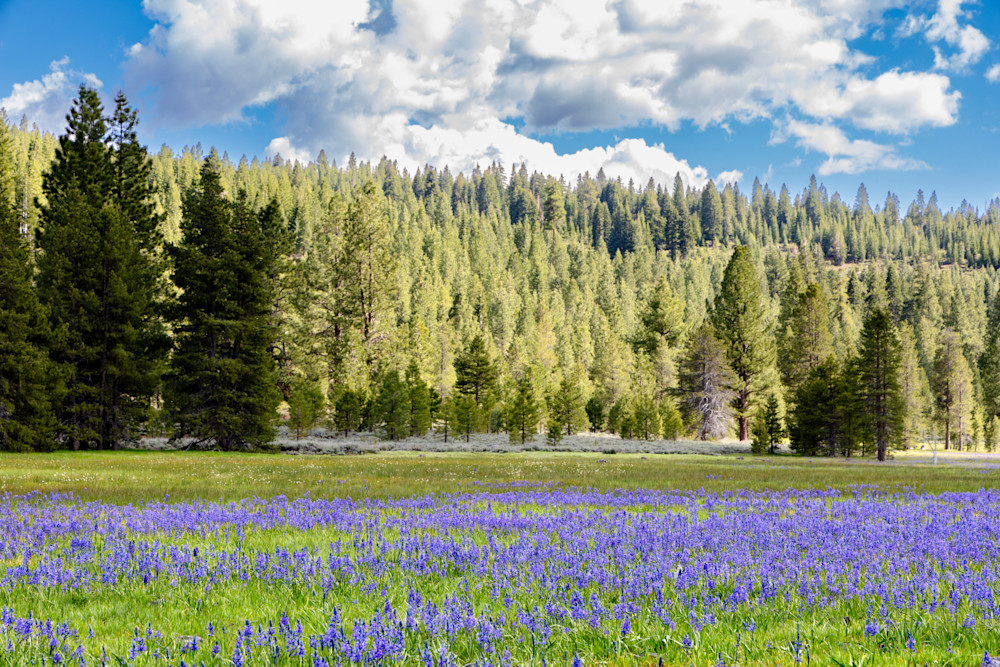 Camas at Sagehen Meadows 7
