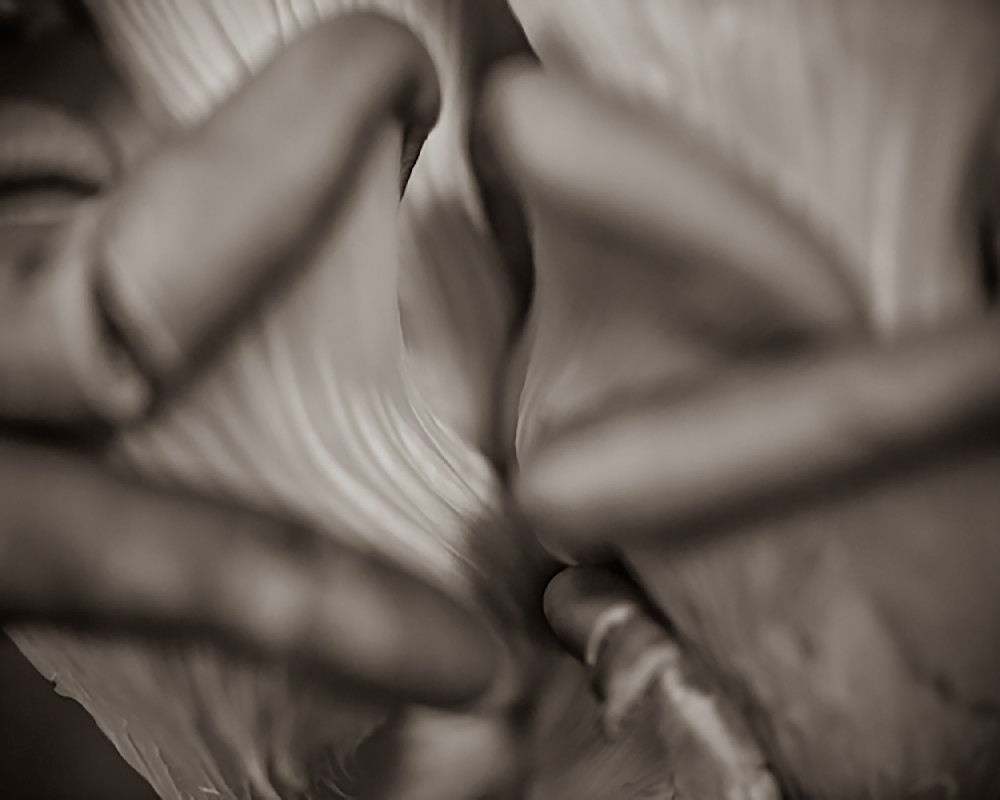 Shroom B W 16x20 Photography Art | Jeffrey Eichen