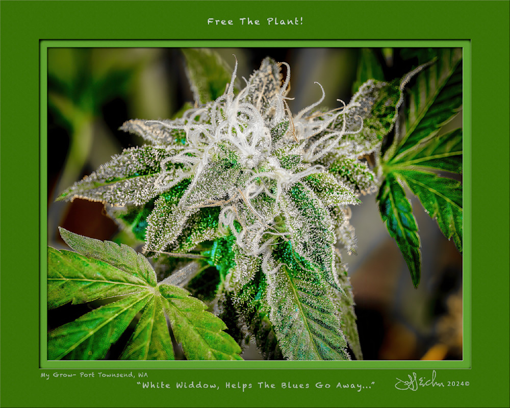 White Widdow Frame 01 8x10 Print Recovered Photography Art | Jeffrey Eichen