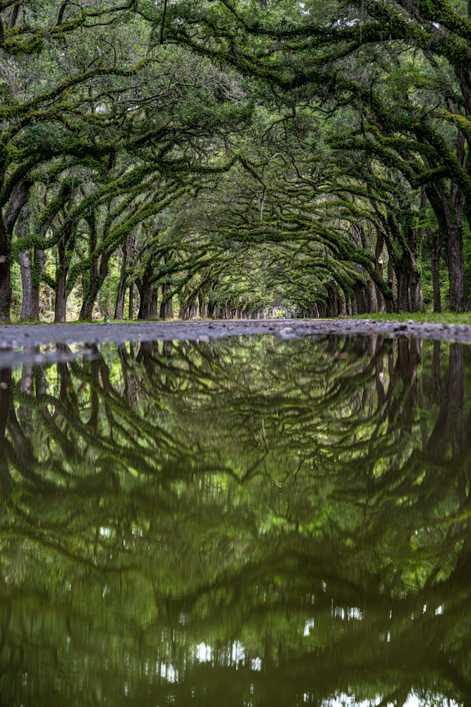 Wormsloe Oaks Photography Art | kramkranphoto