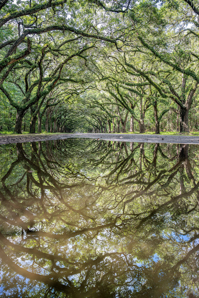 Wormsloe Historic Site Photography Art | kramkranphoto