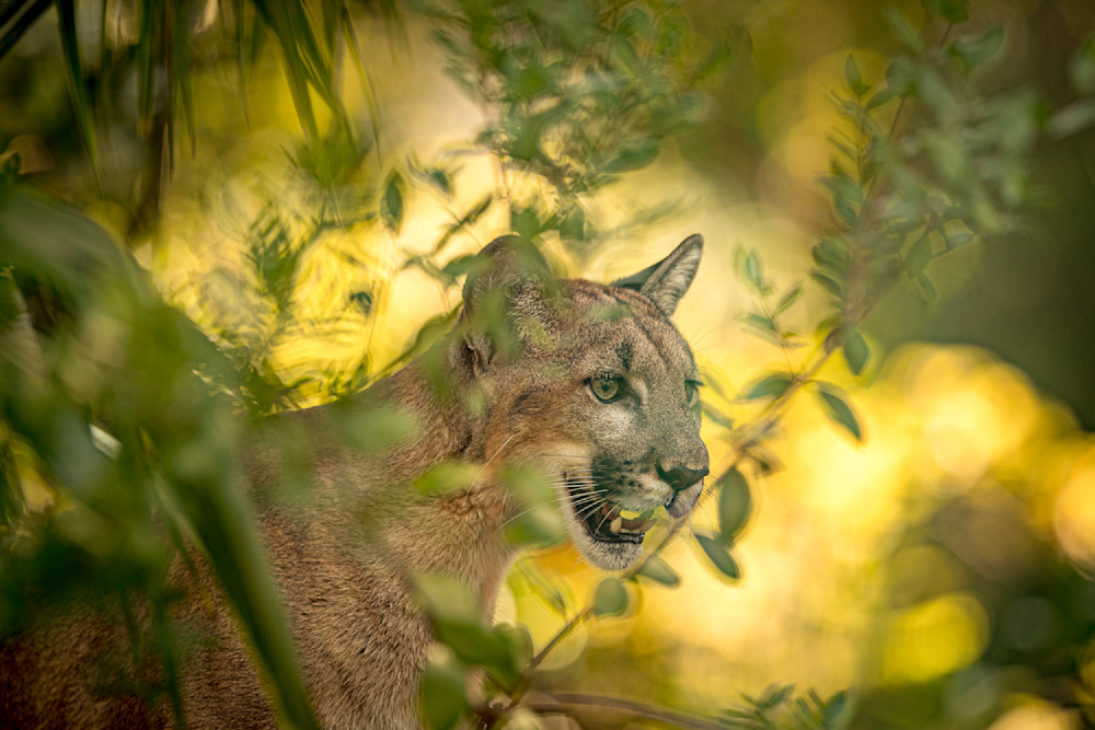 Florida Panther 7 Photography Art | Dennis Goodman Photography, Inc.