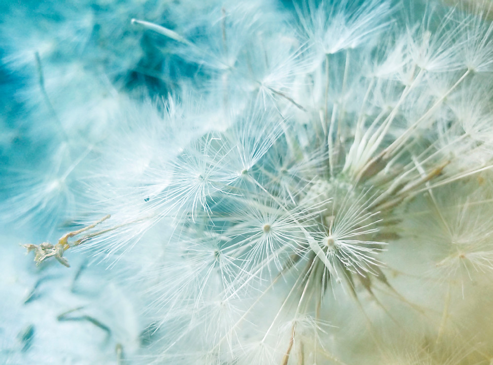 Simple Pleasures 1