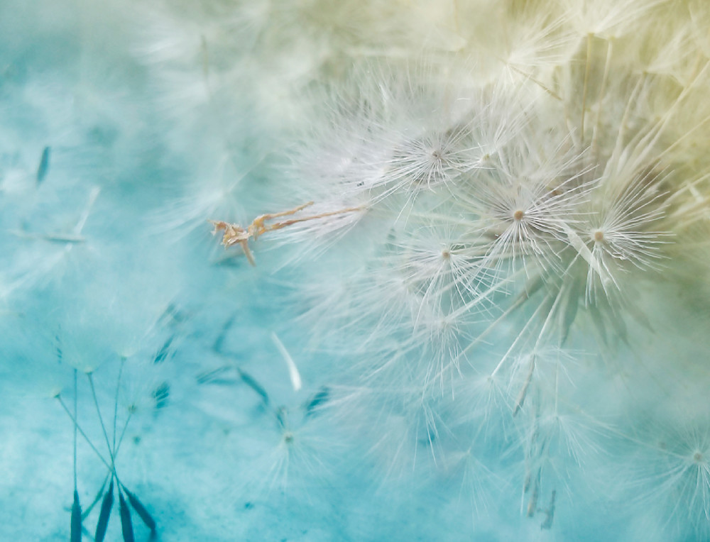 Simple Pleasures 2
