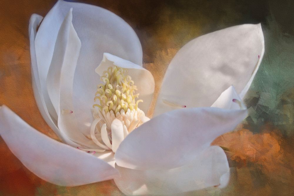 Above The Darkness- Magnolia Collection 3