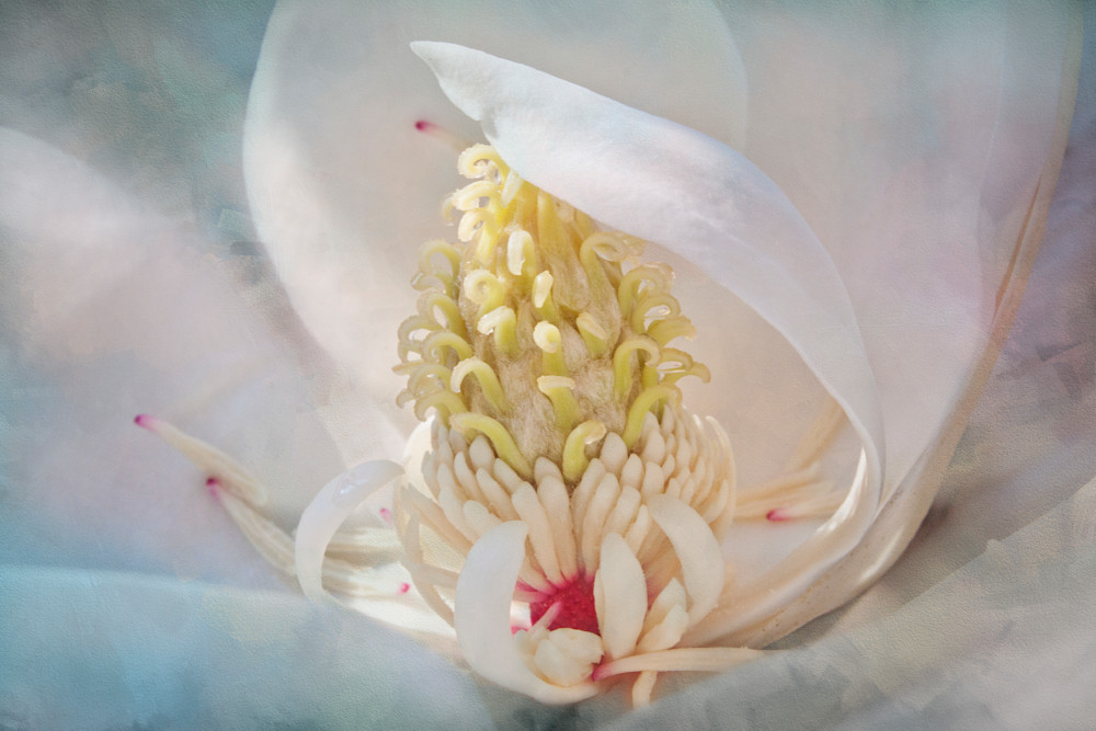 Soft Elegance- Magnolia Collection 1