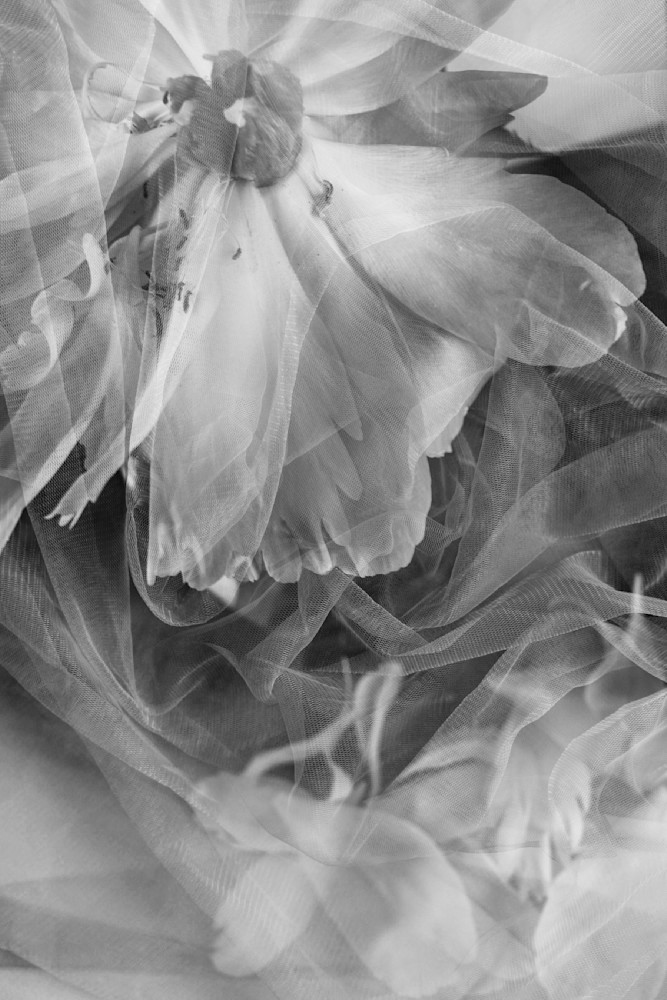 Decadent Peony Photography Art | Janie Lynn Fine Art 