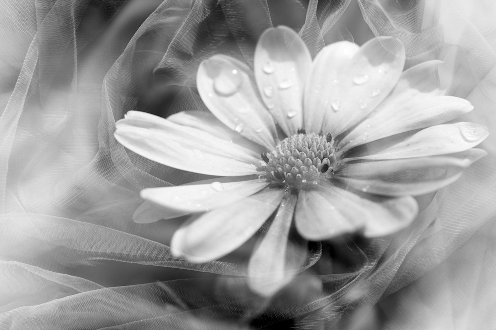 Daisy's Dance of Softness