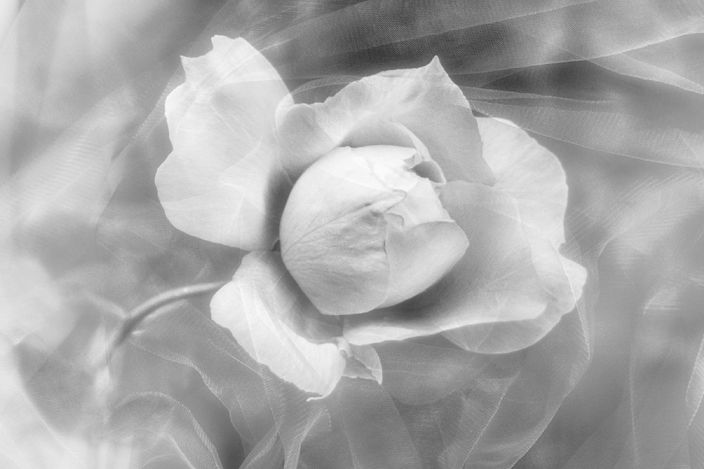Sweet Emotions of a Rose