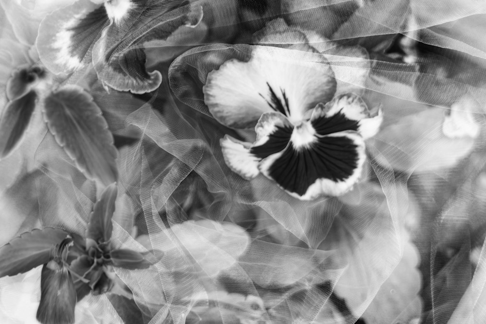 Pansy Perfection
