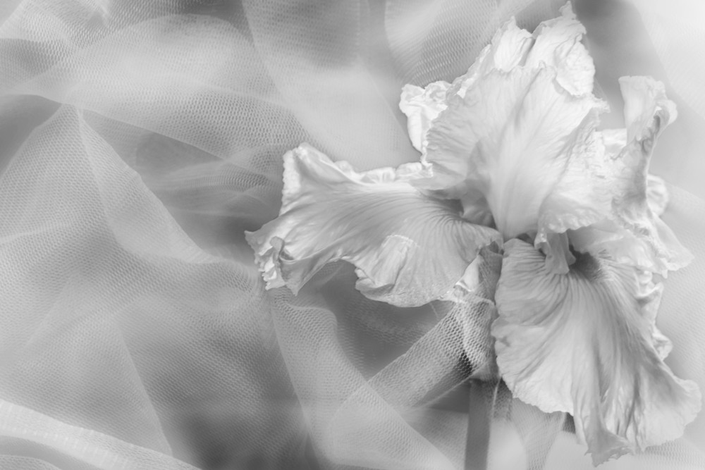 Soft Black and White Iris Art