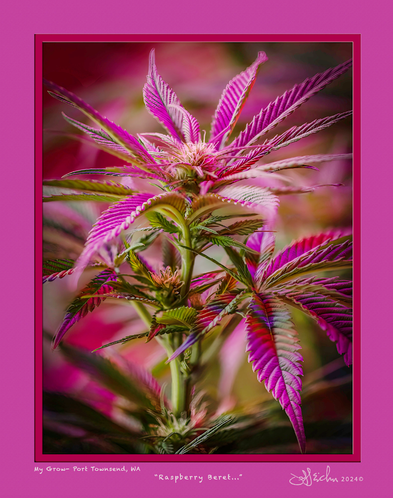 Rasberry Beret Photography Art | Jeffrey Eichen