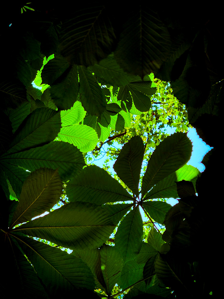 Under The Spreading Chestnut Tree Art | Nancy's Art