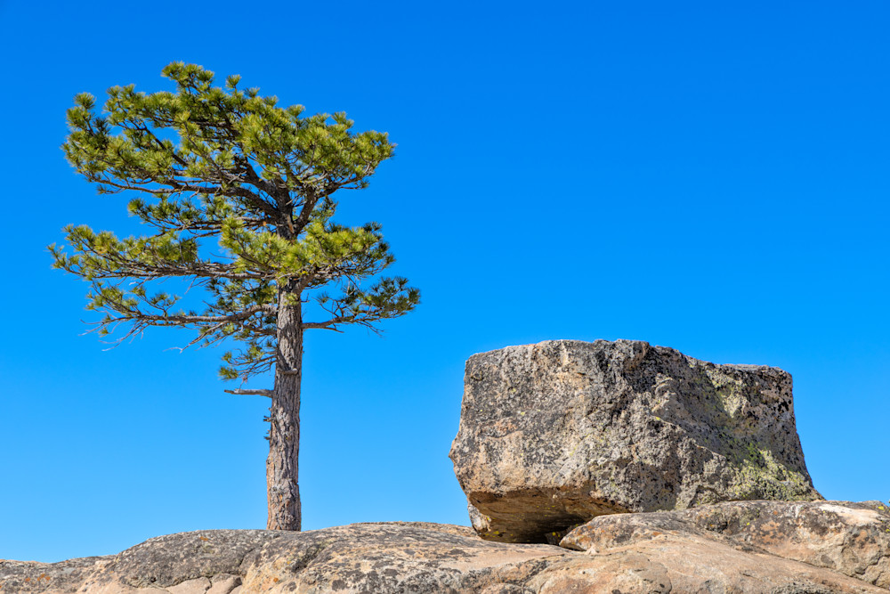 Summit Tree 8