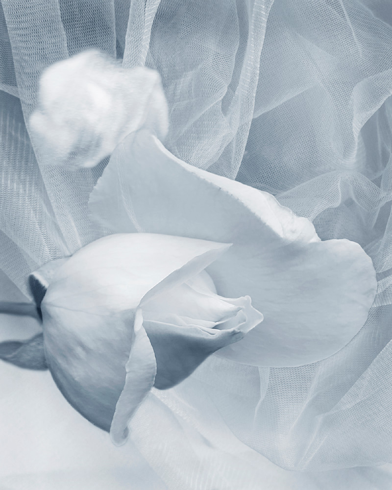 Kiss Of The Rose Photography Art | Janie Lynn Fine Art 
